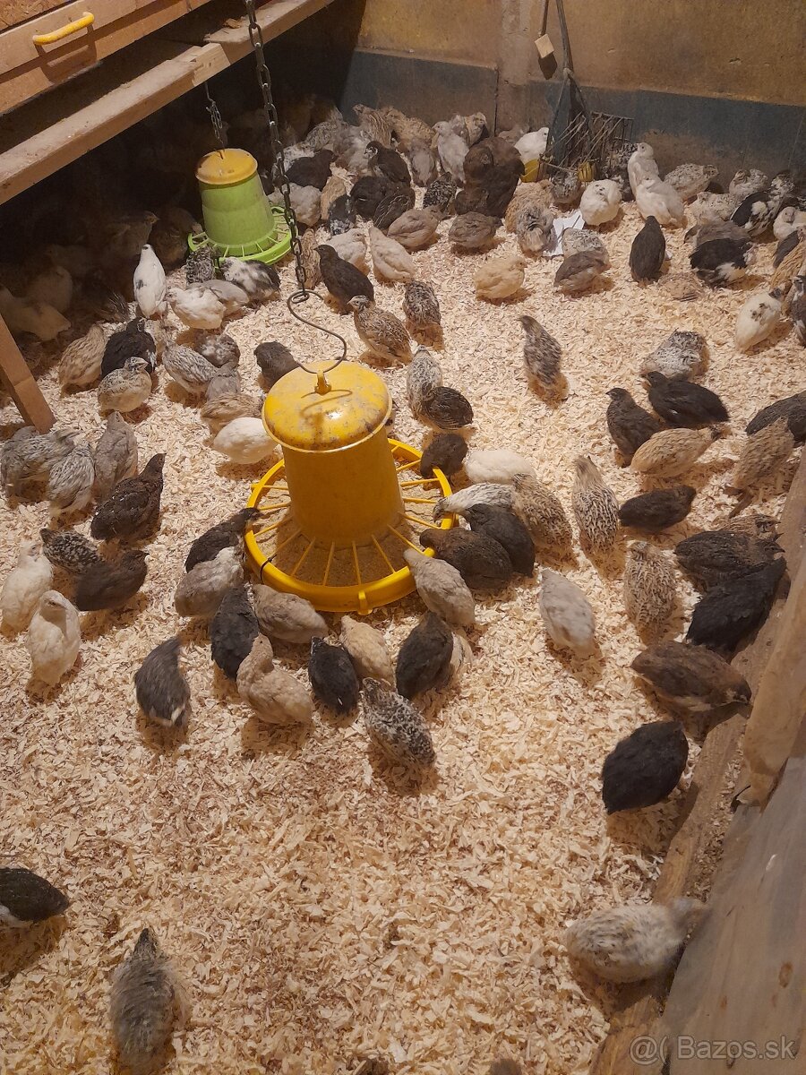 Japonské prepelice - 4