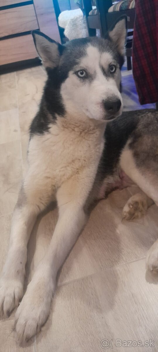 Sibirsky husky steniatko - 4