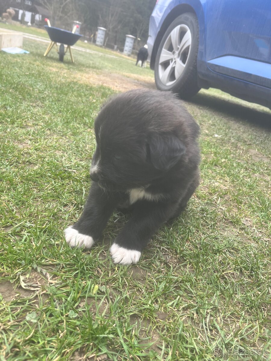 Šteniatka krížence borderkólie - 4