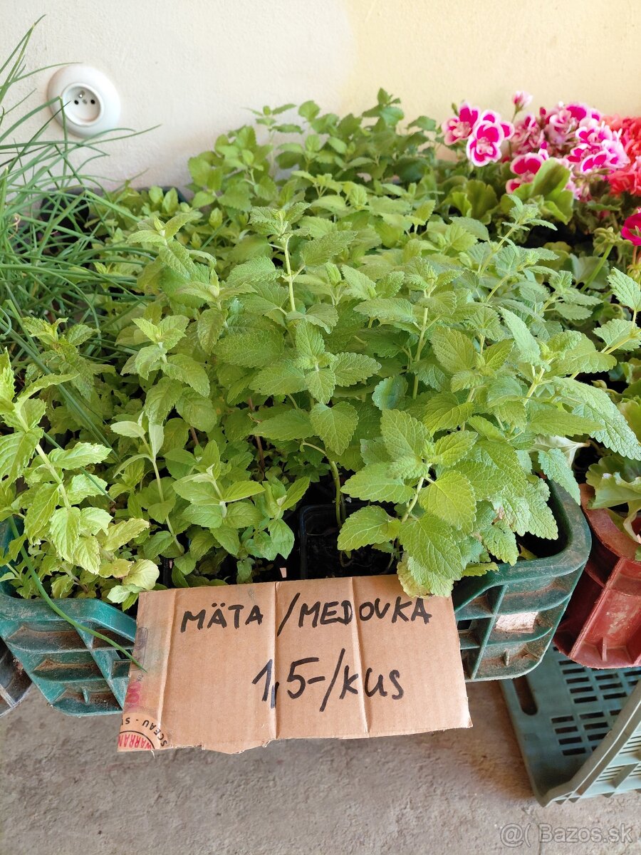 Cibuľa, cesnak, trvalky, pažítka, majoranka - 4