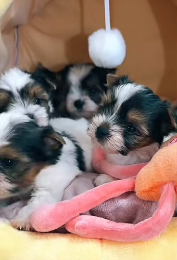 Yorkshirský Terier Biewer - 4