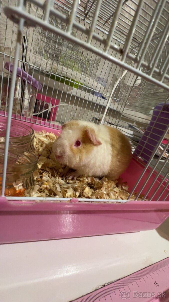 Morské prasiatko - Tedi - 4