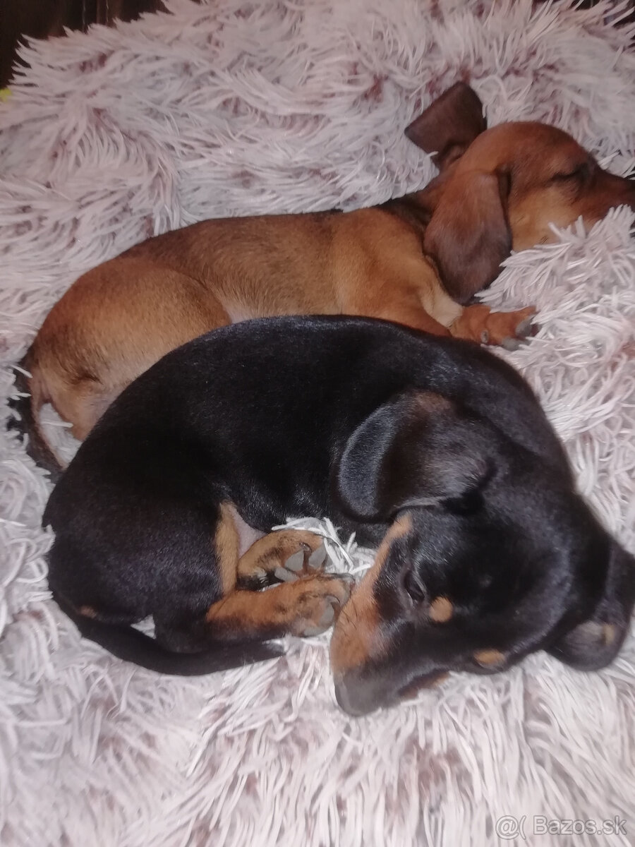 Jazvečík krátkosrstý - 4