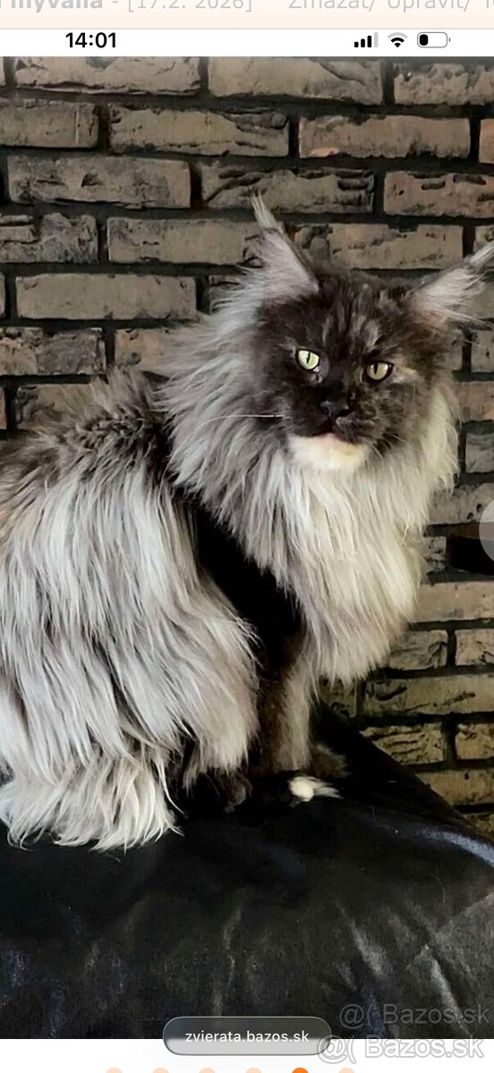 mainska myvalia adopcia - 4