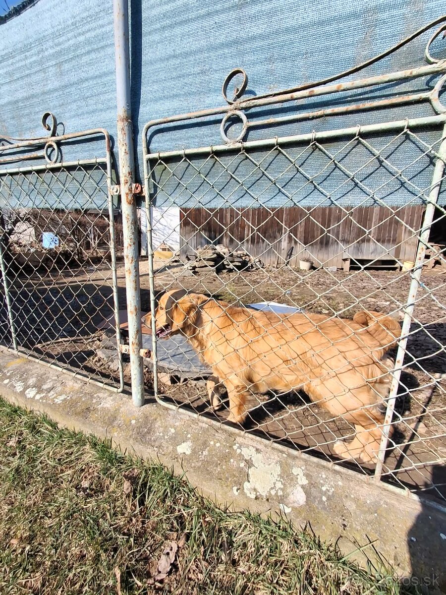 Zlatý retriever - 4