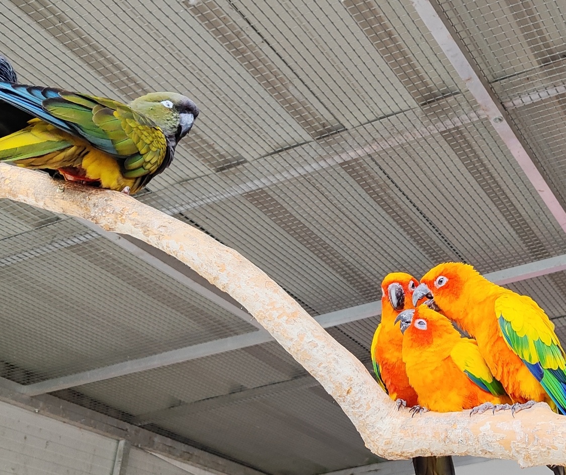 Predaj vtáctva a S76 - 4