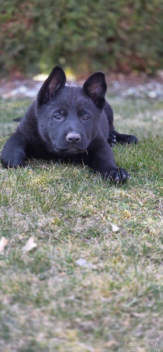 Predám nemecký ovčiak šteniatka s PP - 4