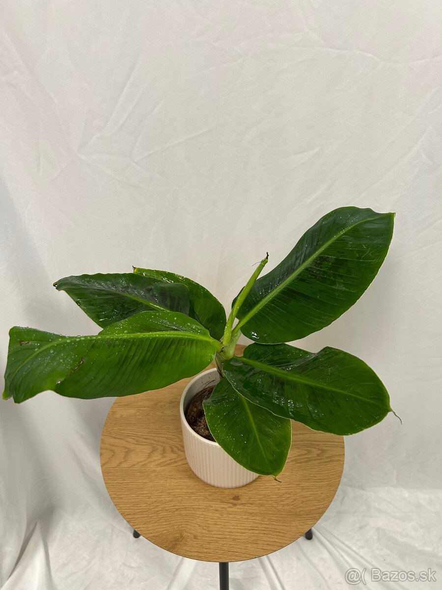 Musa Tropicana-Banánovník - 4