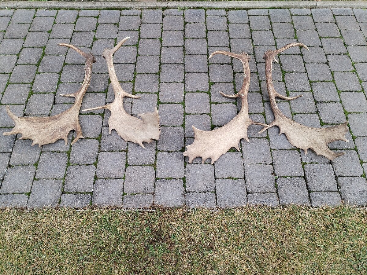 Zhody, parozie parohy daniel - 4