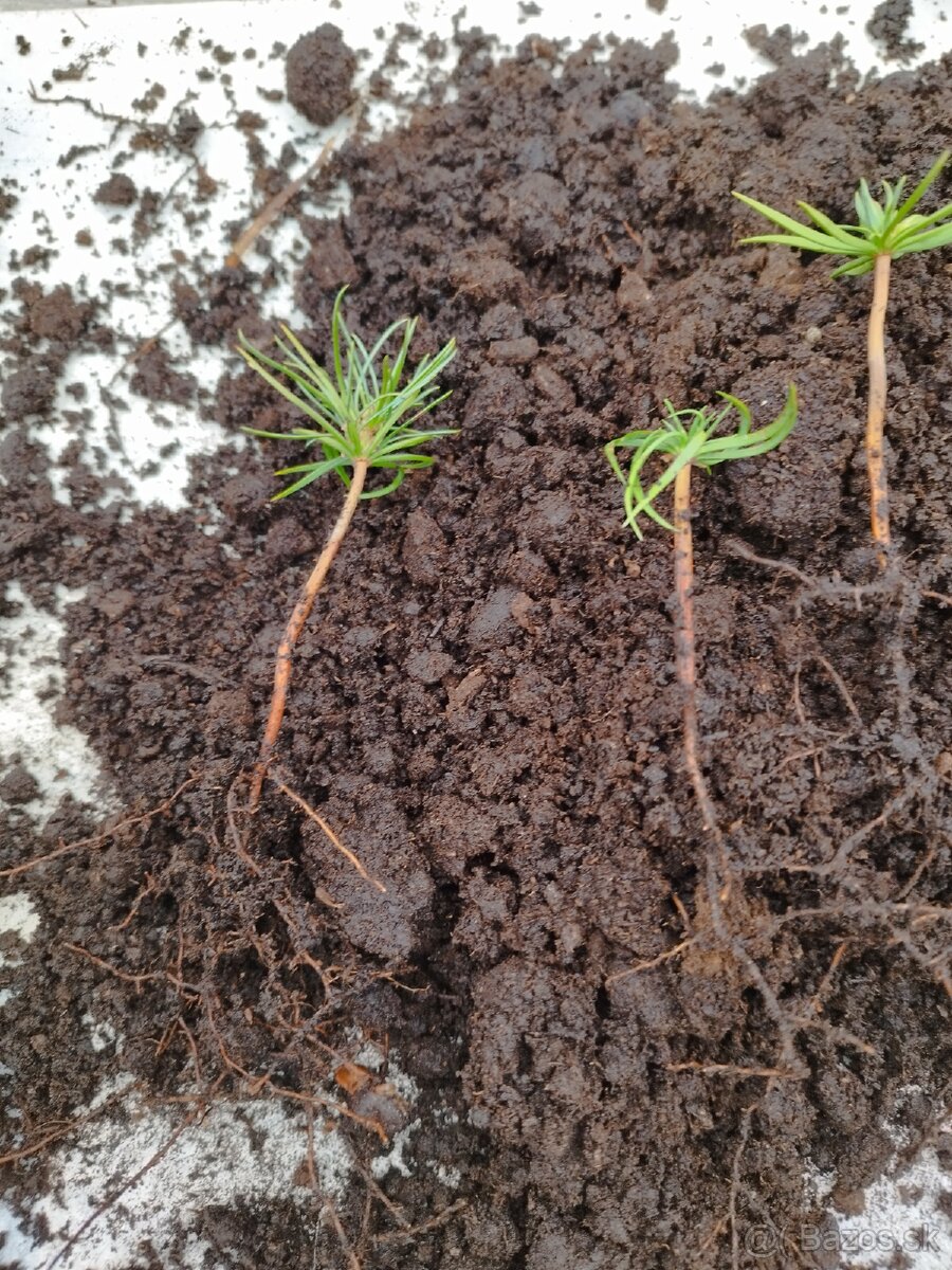 Céder sibírsky (pinus siberica) - 4
