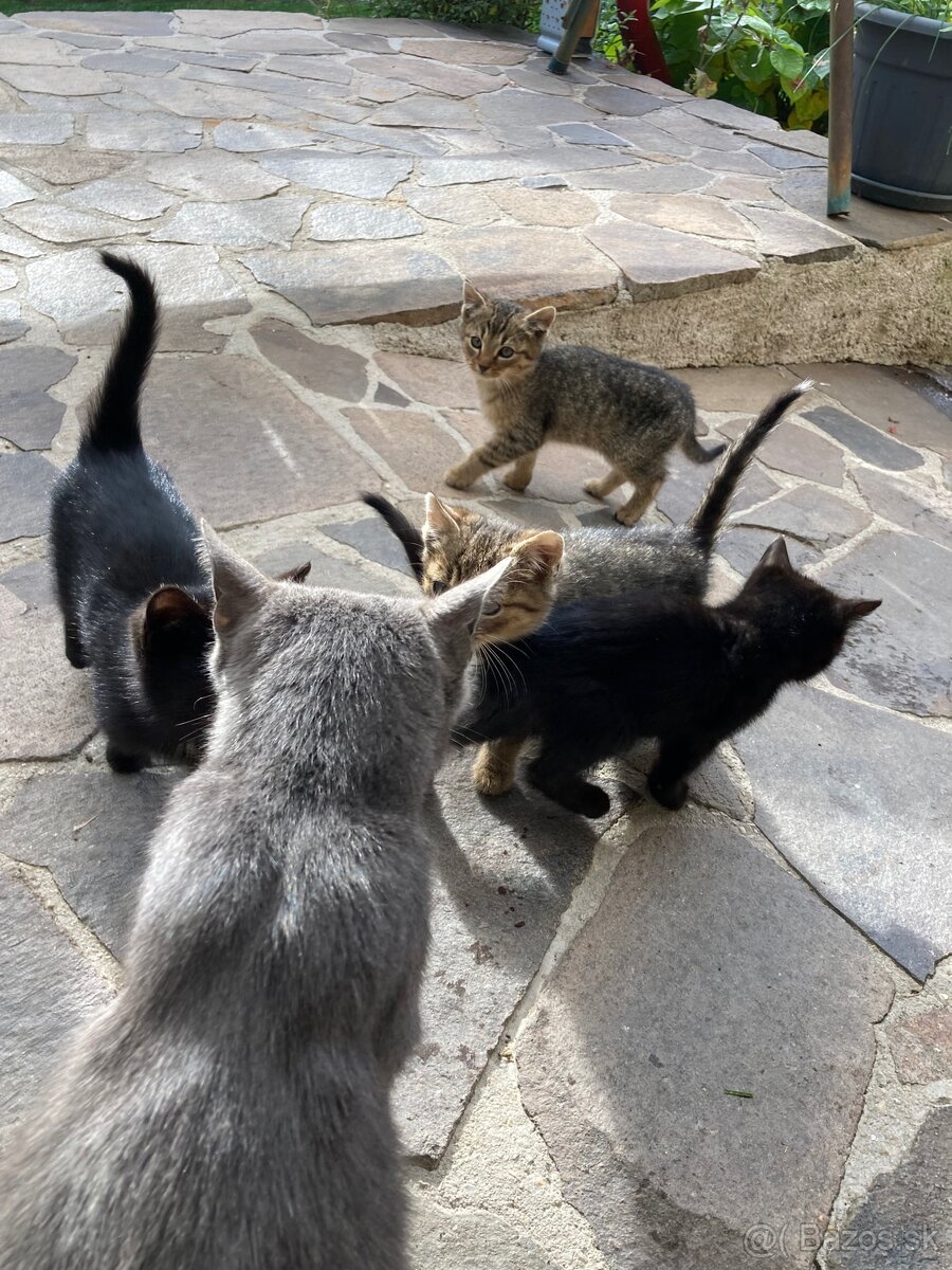 Darujem mačiatka - 4