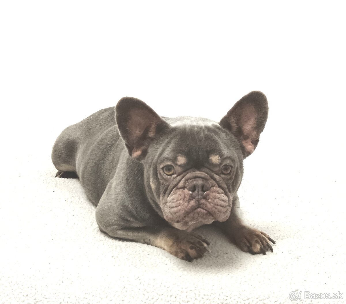 Francúzsky buldoček - 4