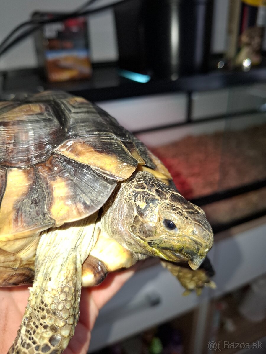 Predam korytnačku vrubenu - 4