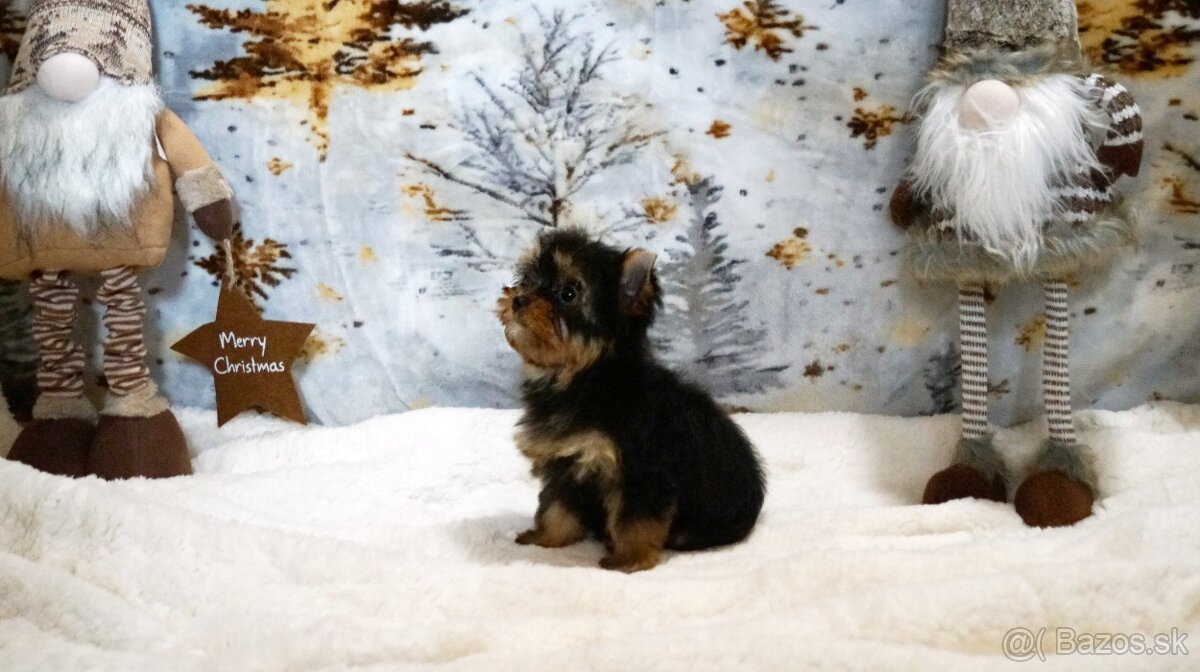 Yorkshire terrier s PP - 4