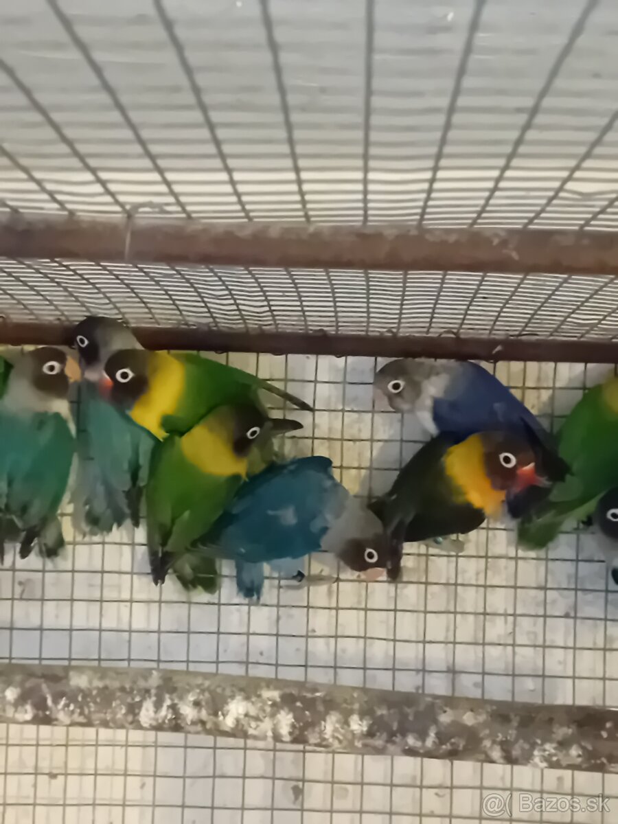 Agapornis škraboškovy - 4