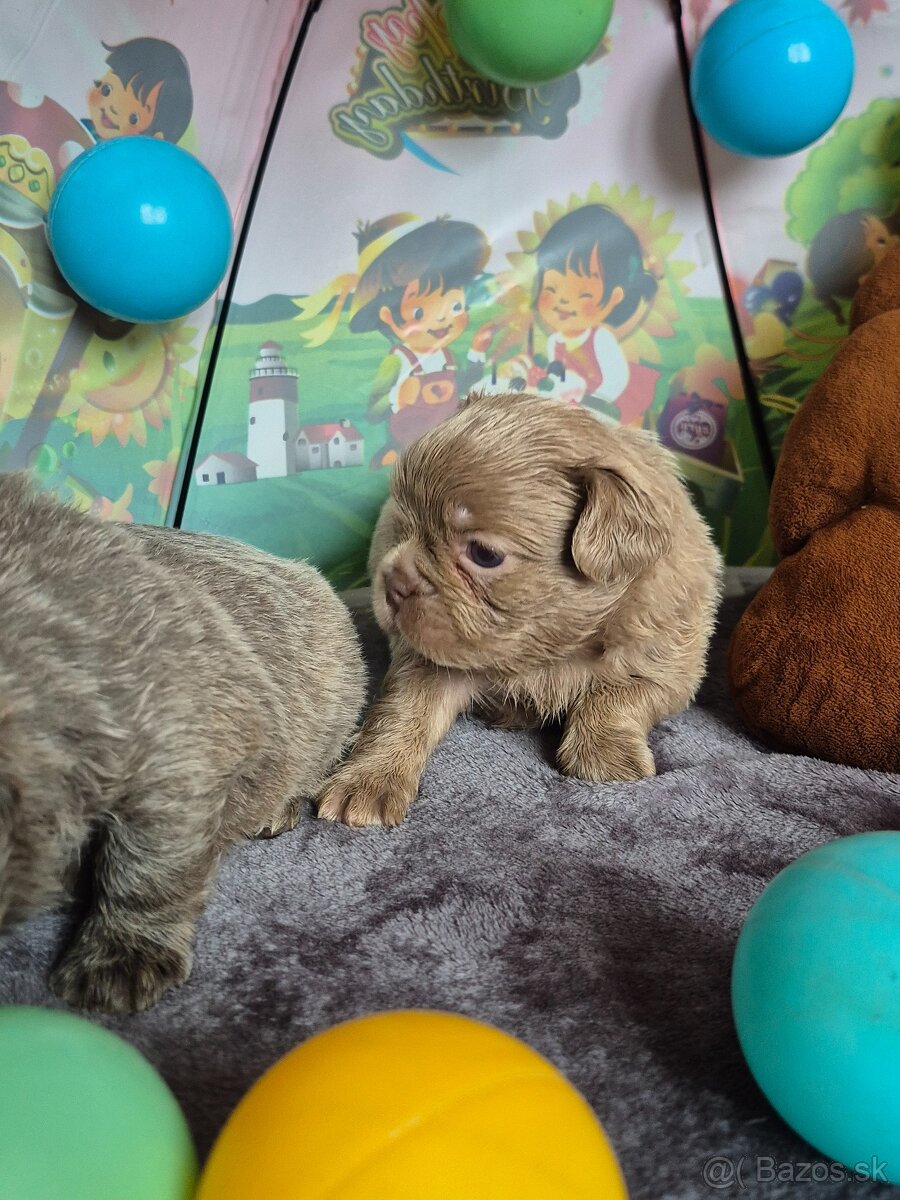 Fluffy francúzsky buldoček s PP - 4