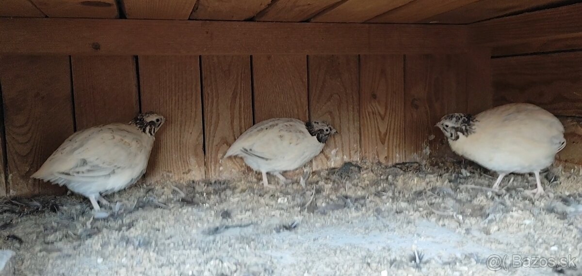 Kohuti prepelica japonska - 4