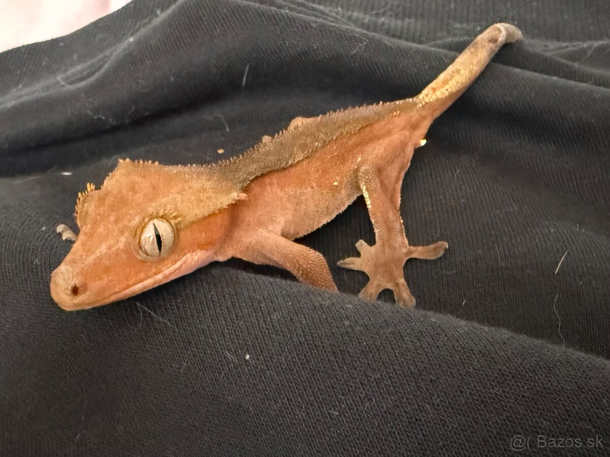 Ponúkam pagekony riasnaté - samce - 4