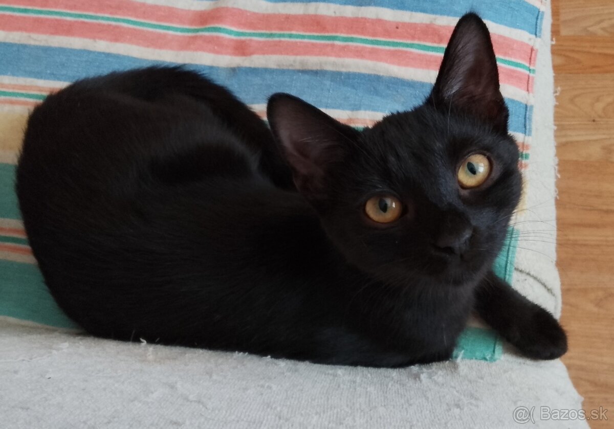 6 mesačné mačiatka - 4