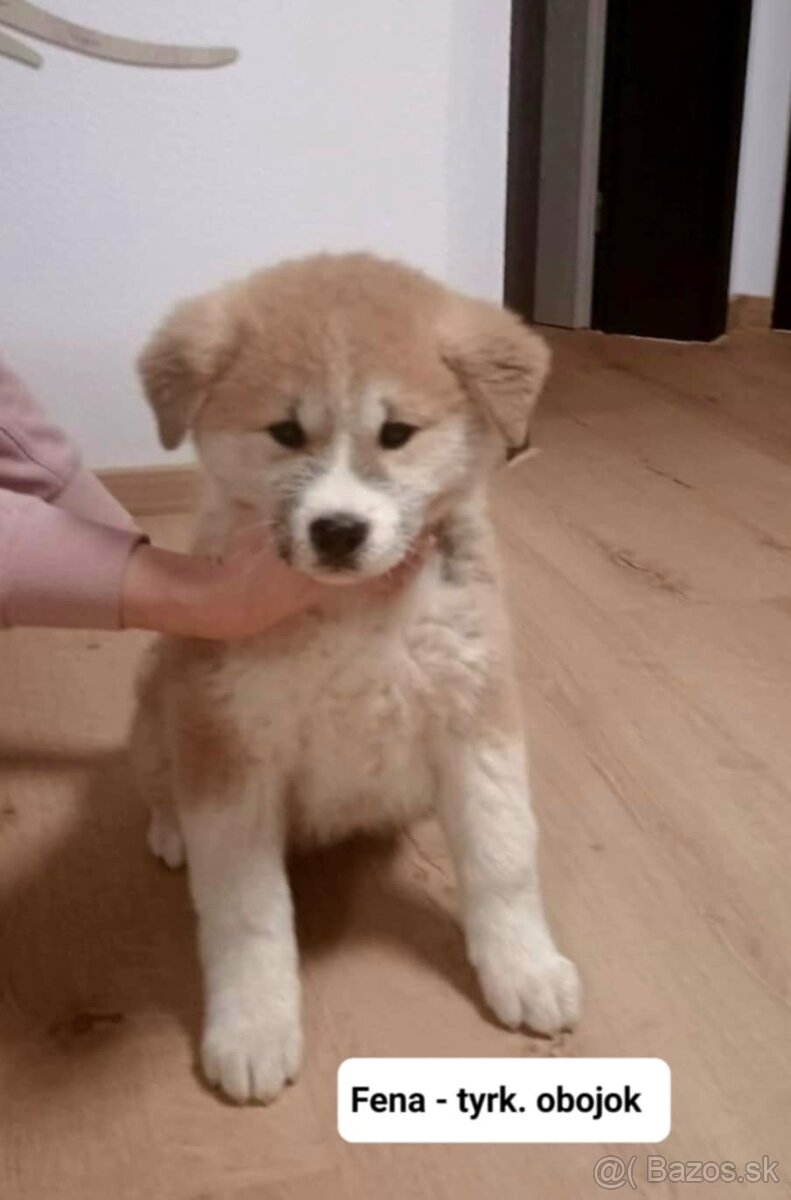 Predám šteniatka Akita inu - 4