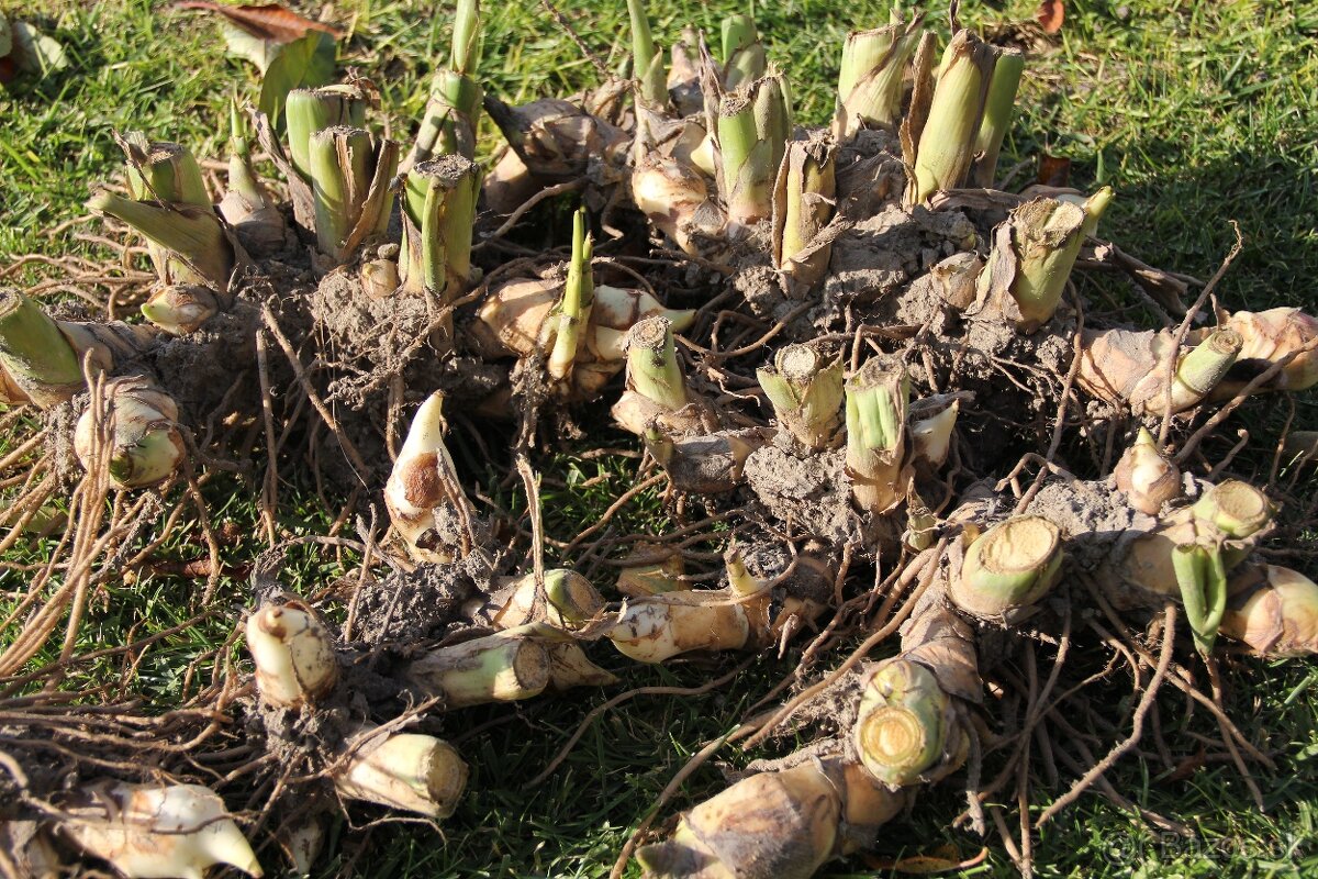Kana indická - Canna indica - 4