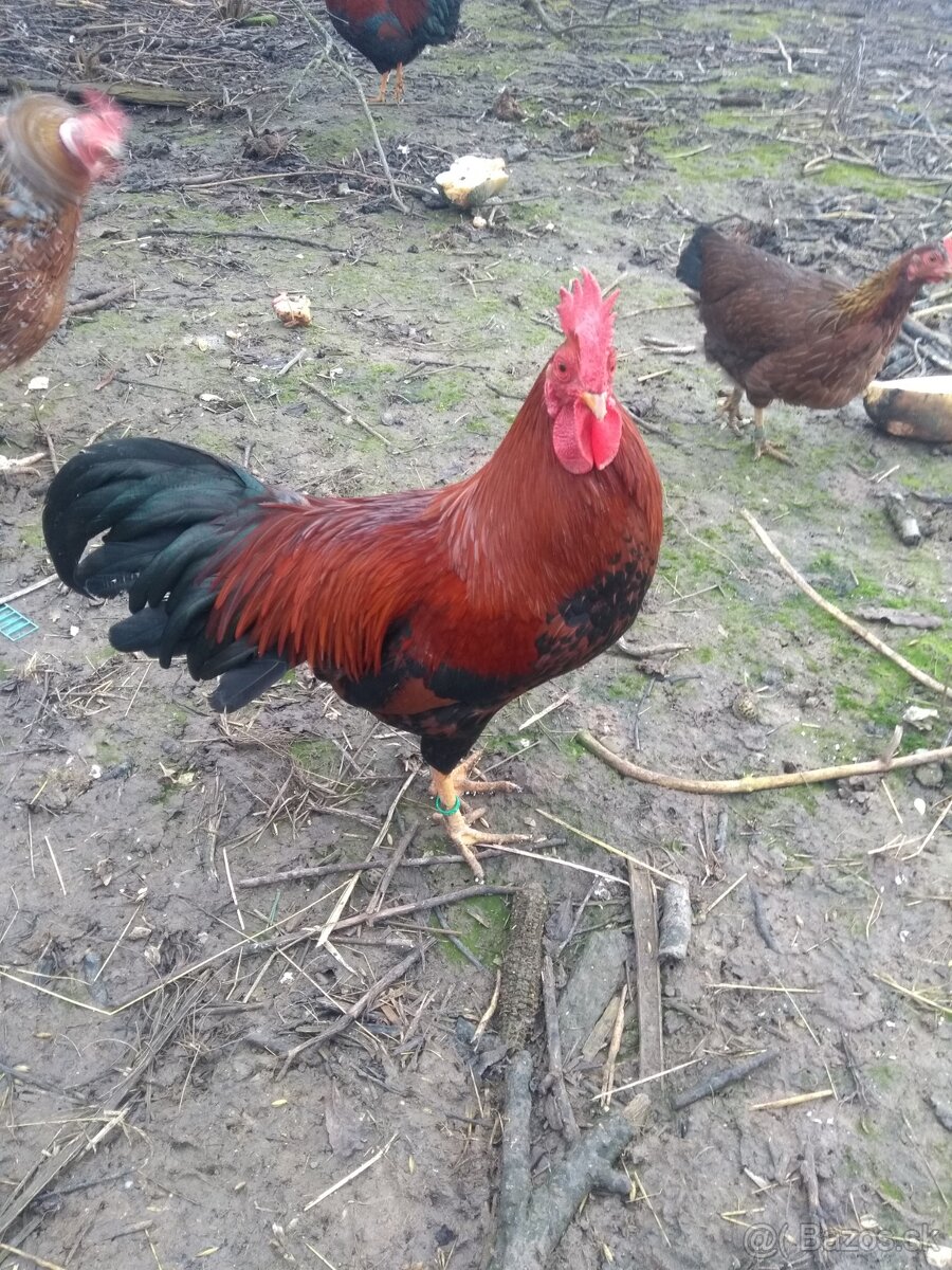 Násadové vajíčka - 4