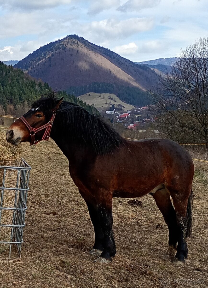 Predám ťažného valacha - 4