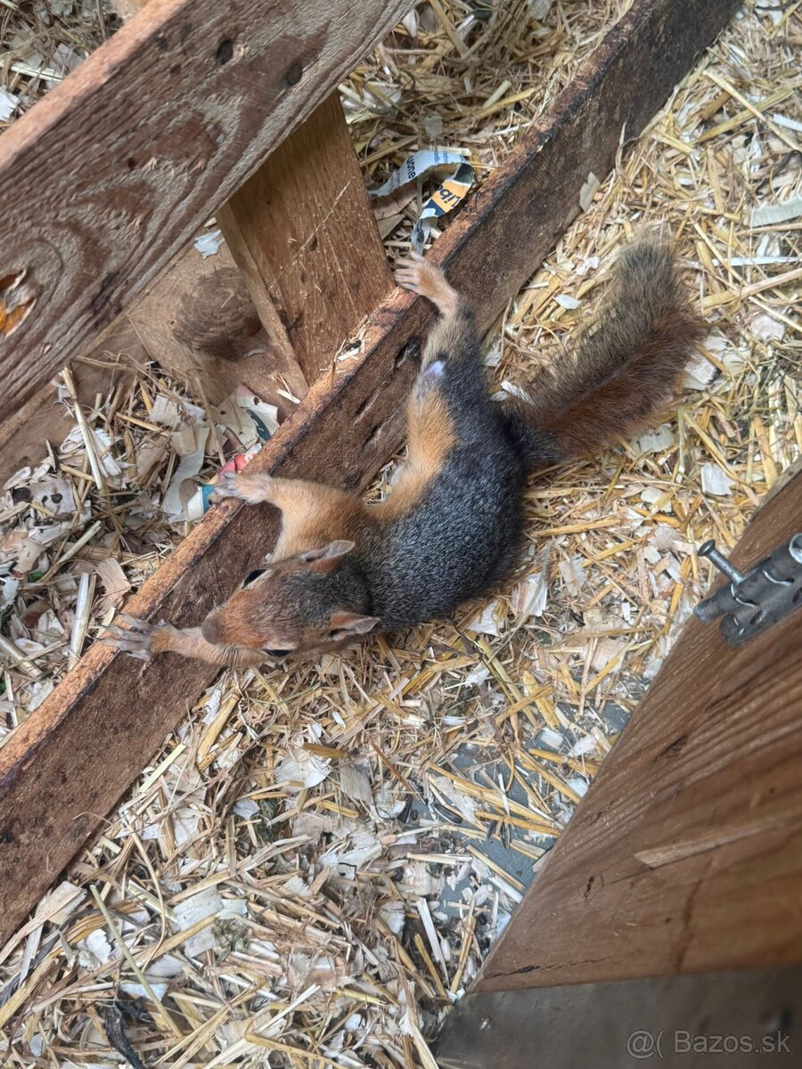 Sciurus anomalus veverička krátkouchá - 4