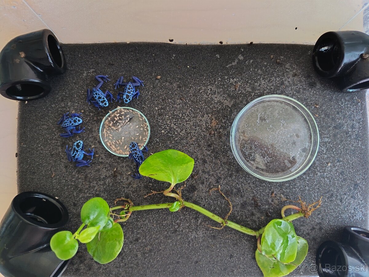 Pralesničky Dendrobates azureus - 4