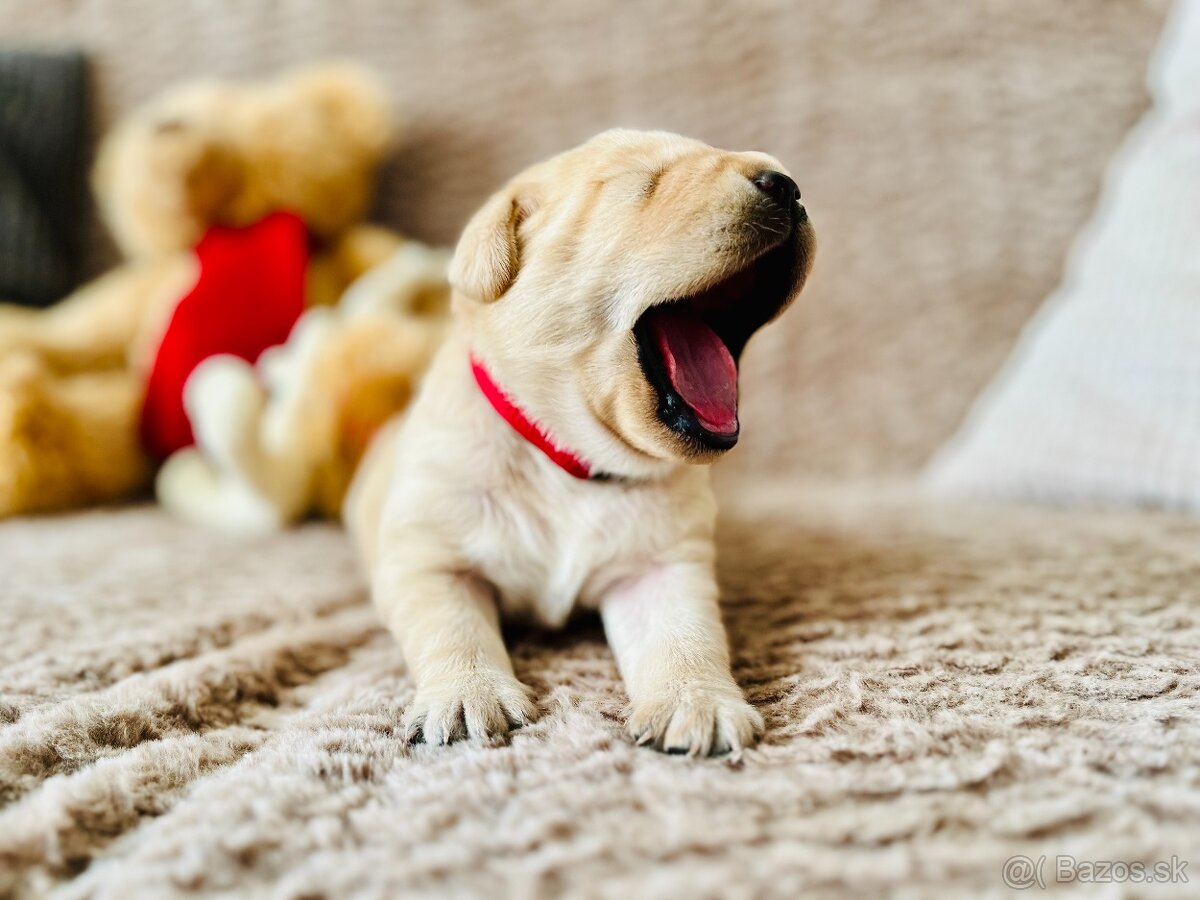 Labrador štěňátka s PP - 4