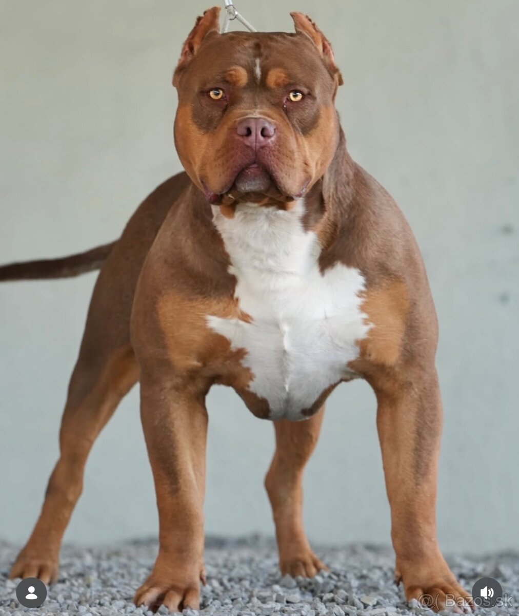 American bully xl krytie - 4