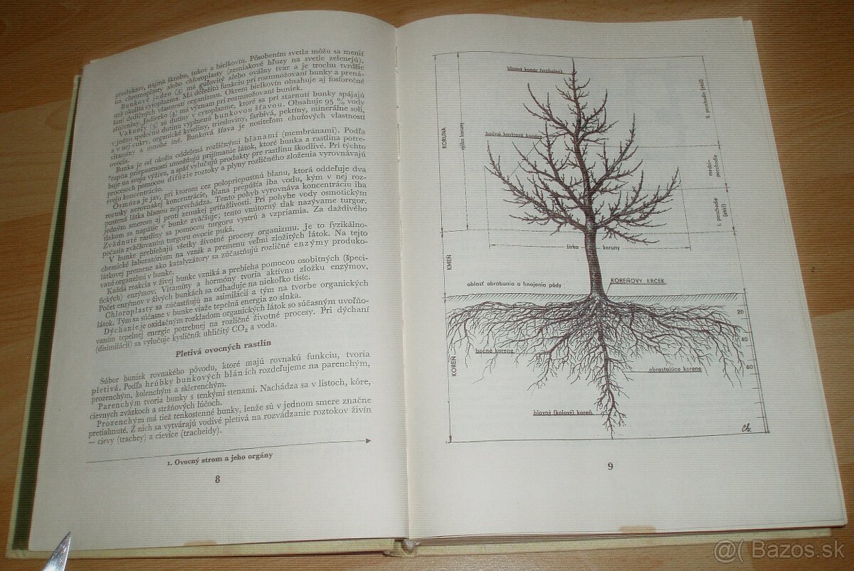 Štepenie, očkovanie a preštepovanie drevín - 4