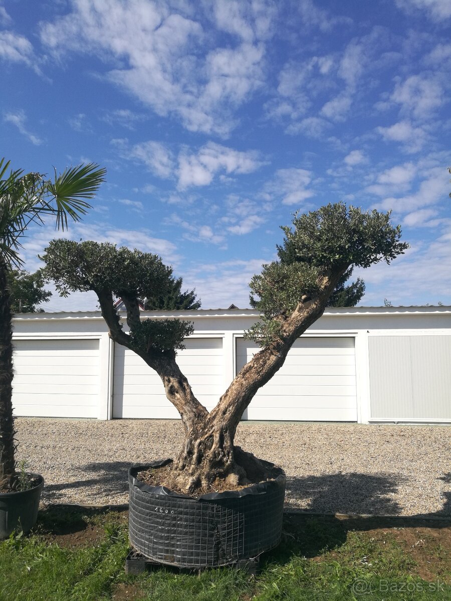 Olivovník Pon-Pon - 4