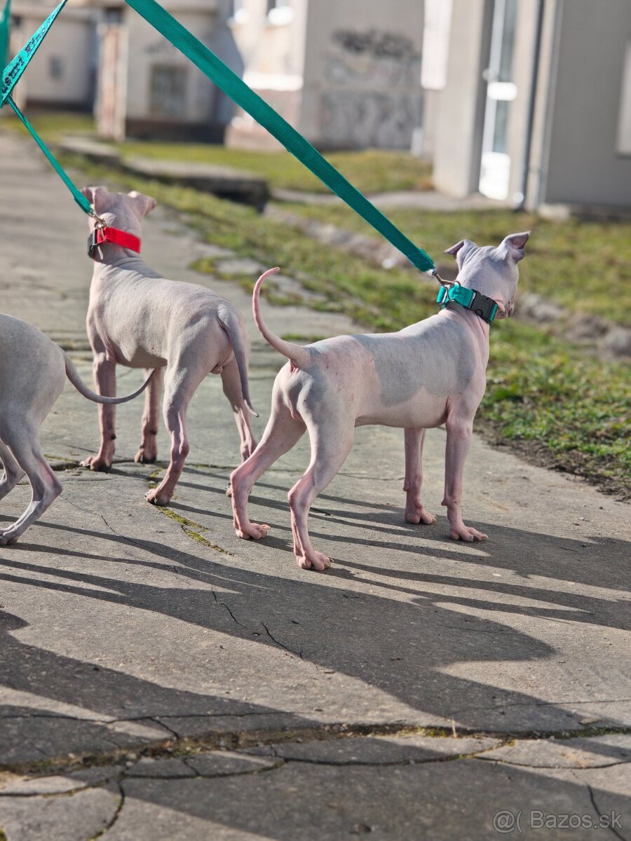 Americký bezsrstý teriér - 4