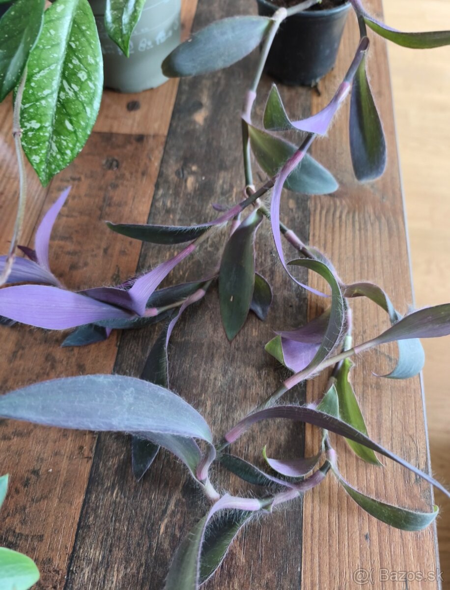 Predám izbové rastliny - 4