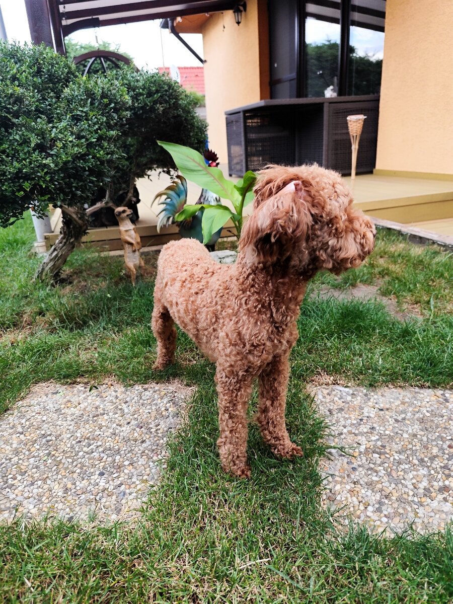 Trpasličí,trpazličí pudlík,pudel- DARUJEM - 4