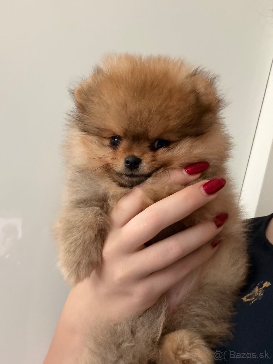 Pomeranian s PP - 4
