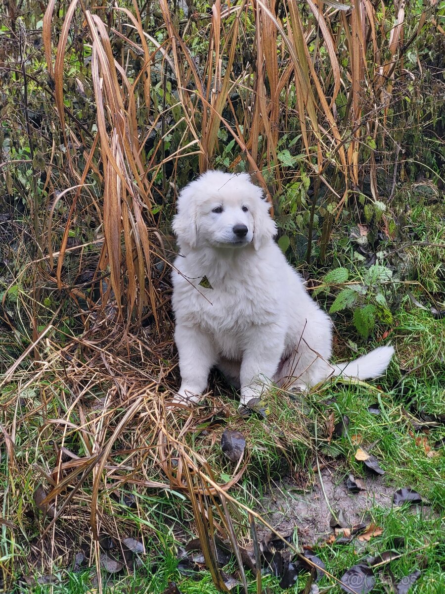 Slovenský čuvač - 4