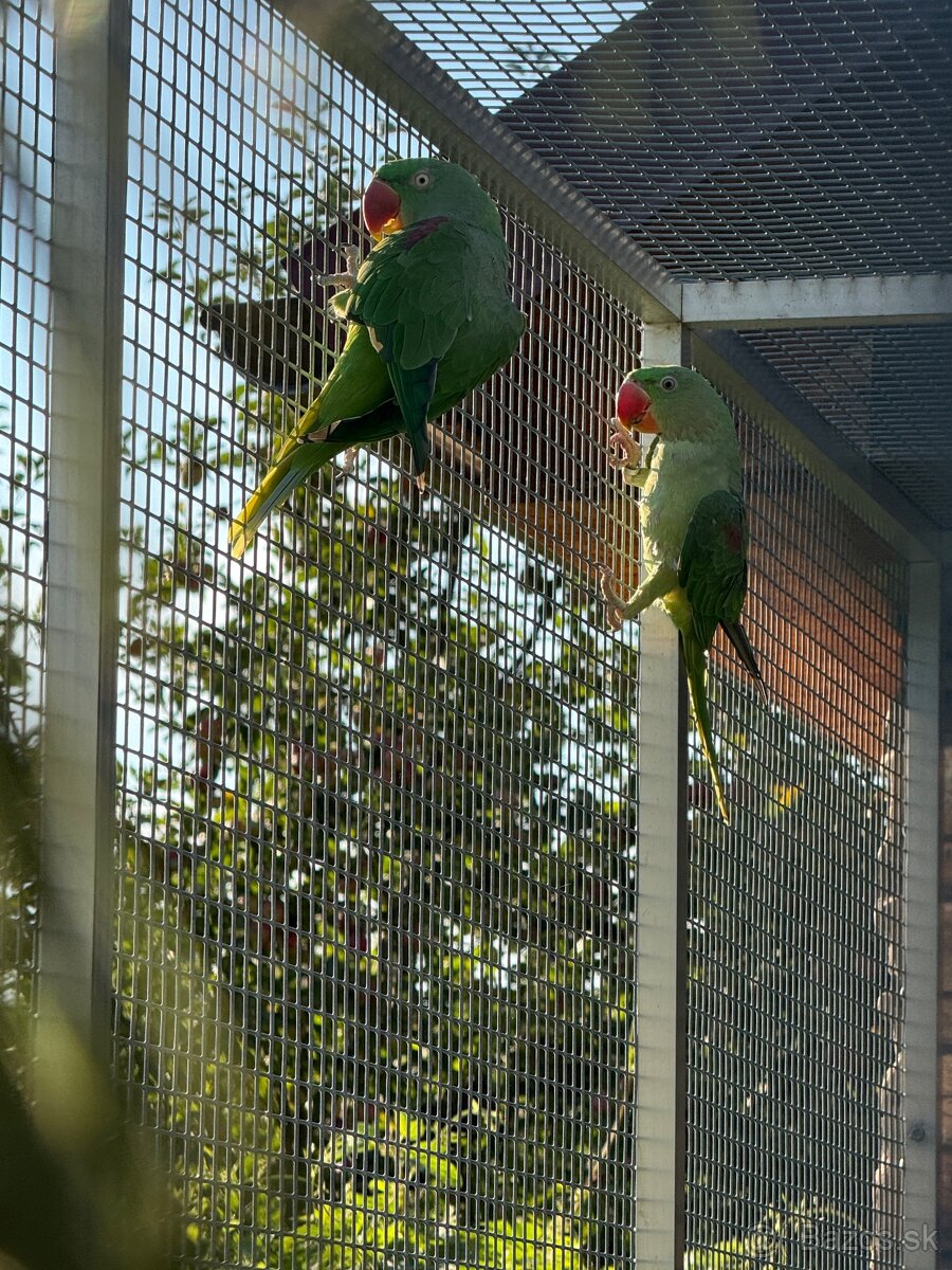 Alexander čínsky, Alexander veľký, Alexander červenohlavý - 4