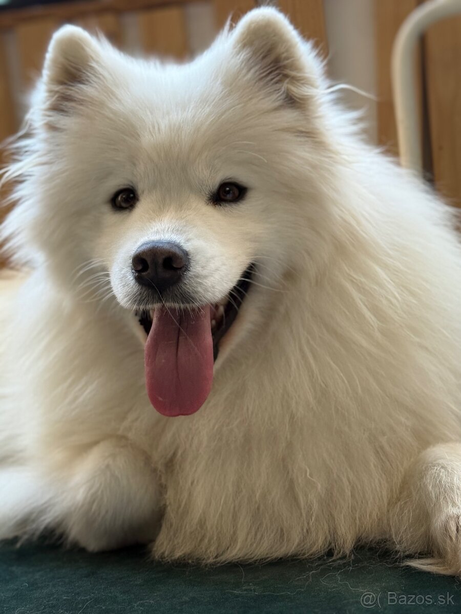 Samojed šteniatka - 4