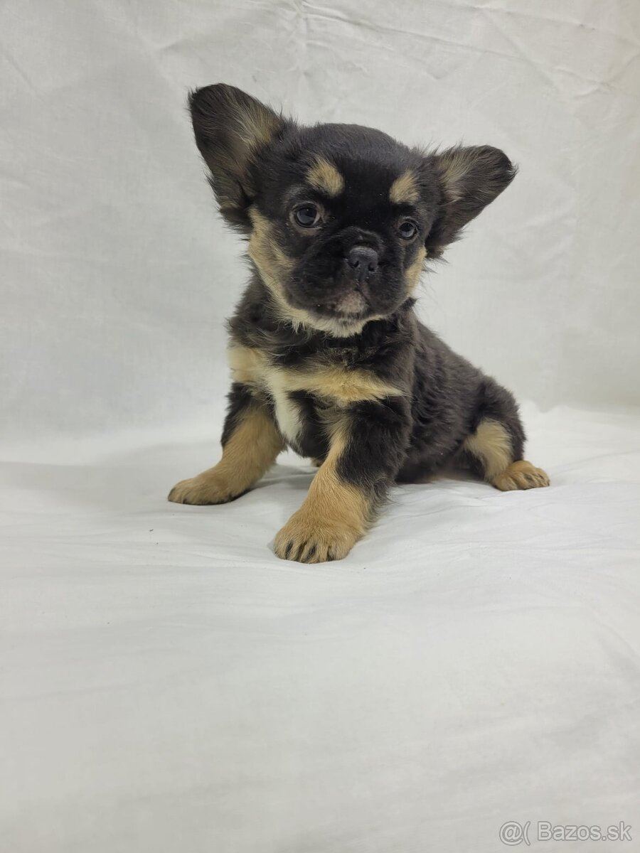 Francúzsky buldoček - 4