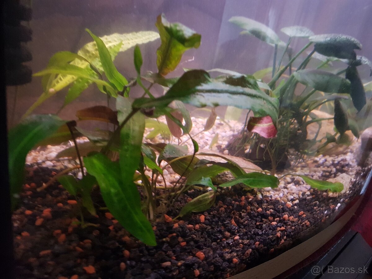 zabehnuté 54 litrové akvárium - 4
