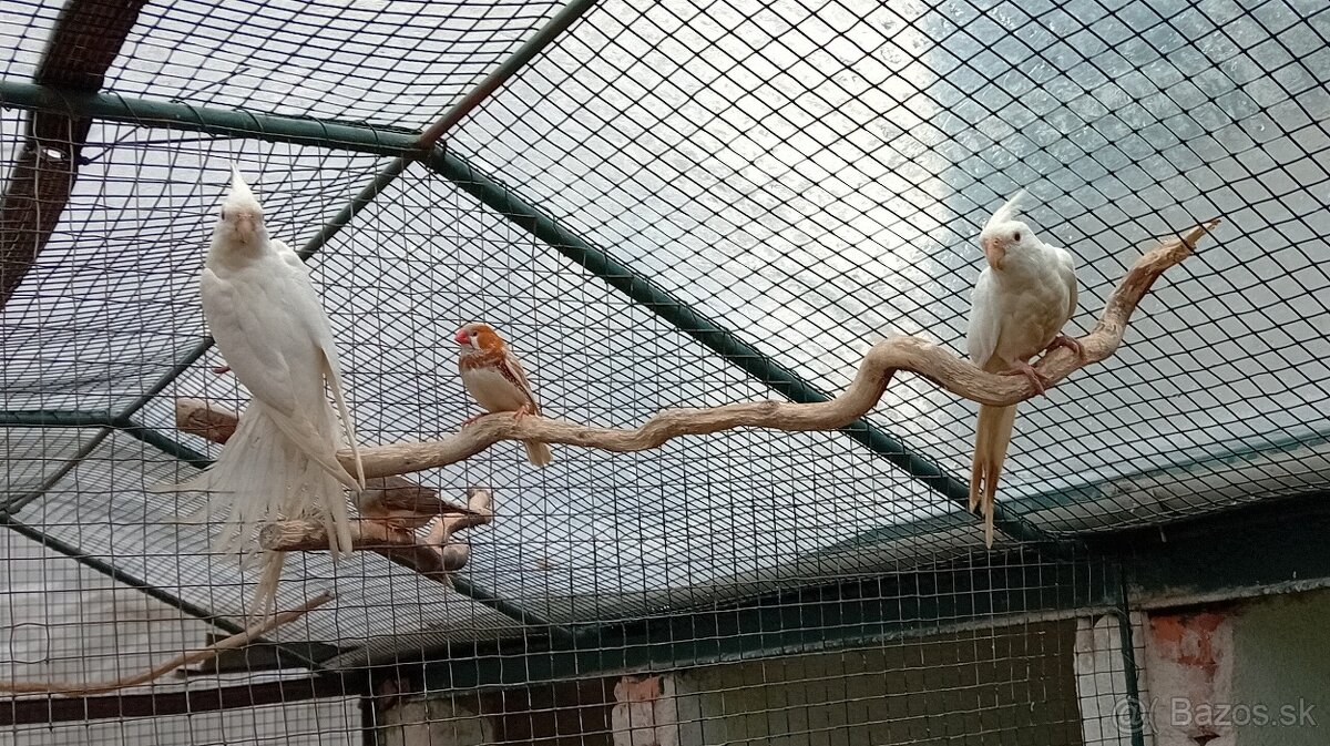 KORELY BĚLOHLAVÉ ALBINO - 4