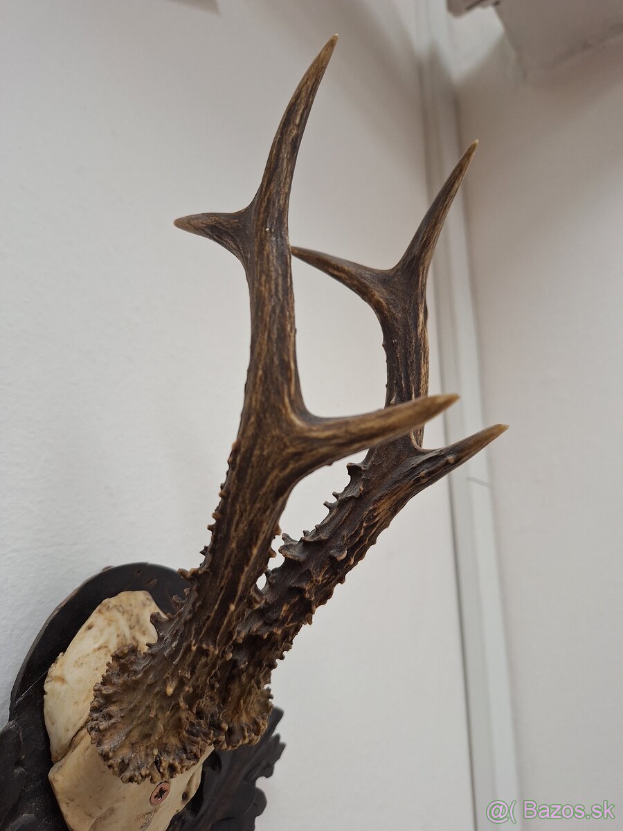 Trofej parohy parožie srnec - 4