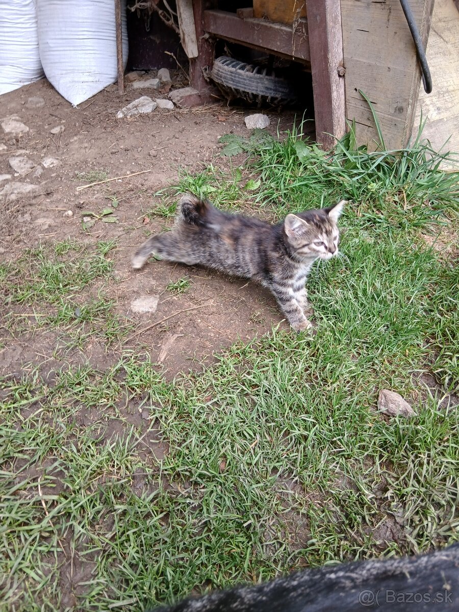 Darujeme maciatko - 4