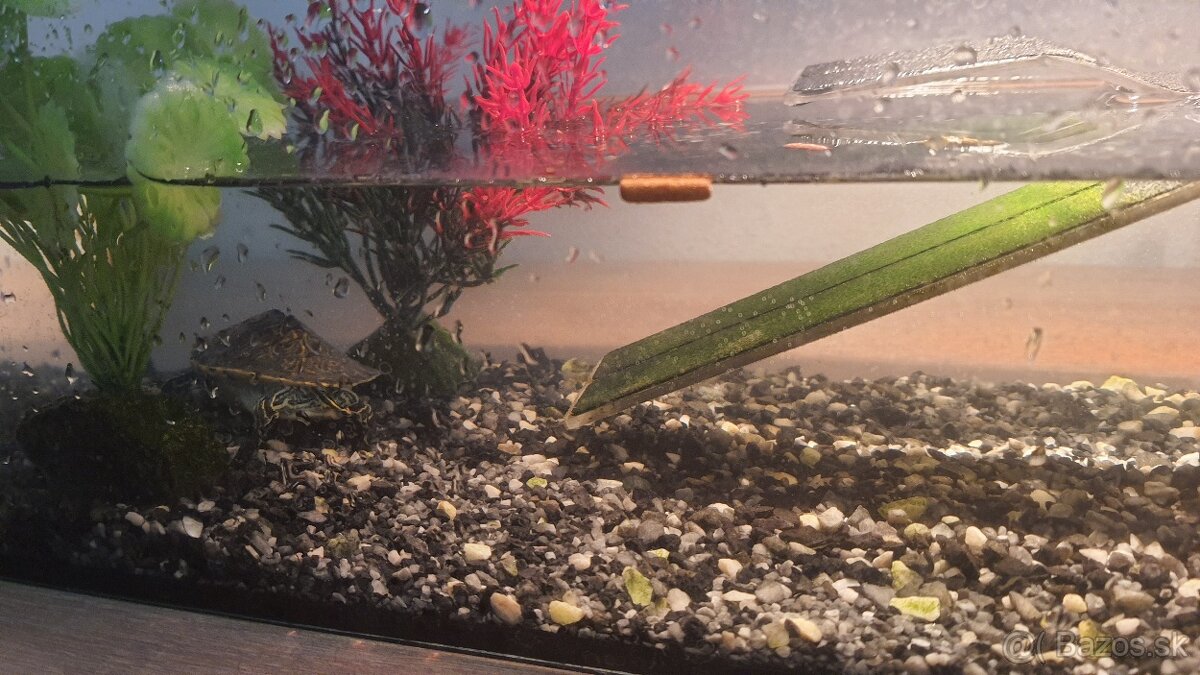 Vodná korytnačka. - 4