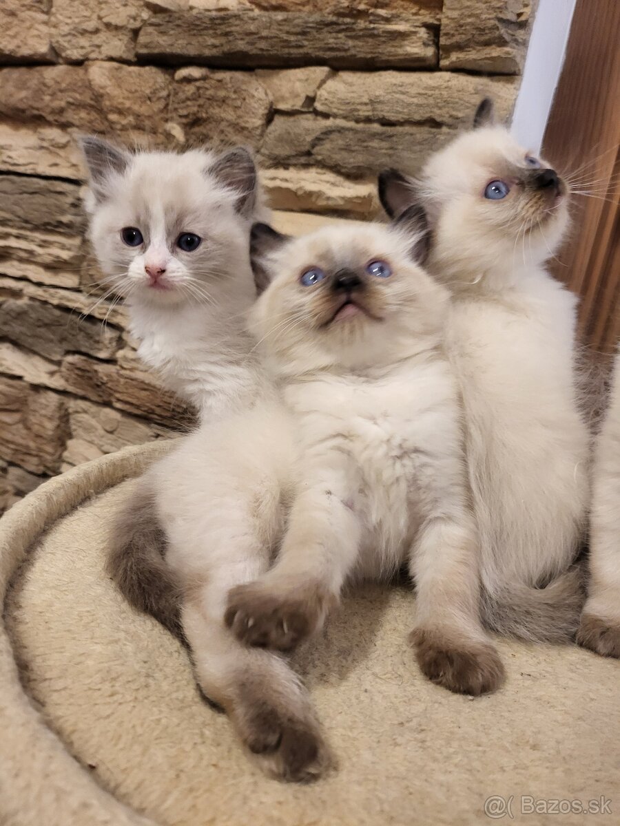 Predám mačiatka ( odber možný ihneď) - 4