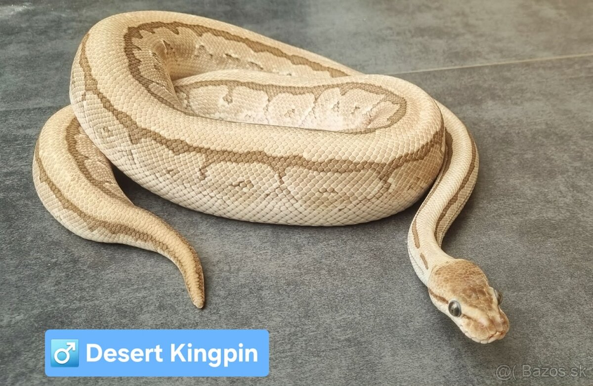 Python Regius / Pyton kráľovský - 4
