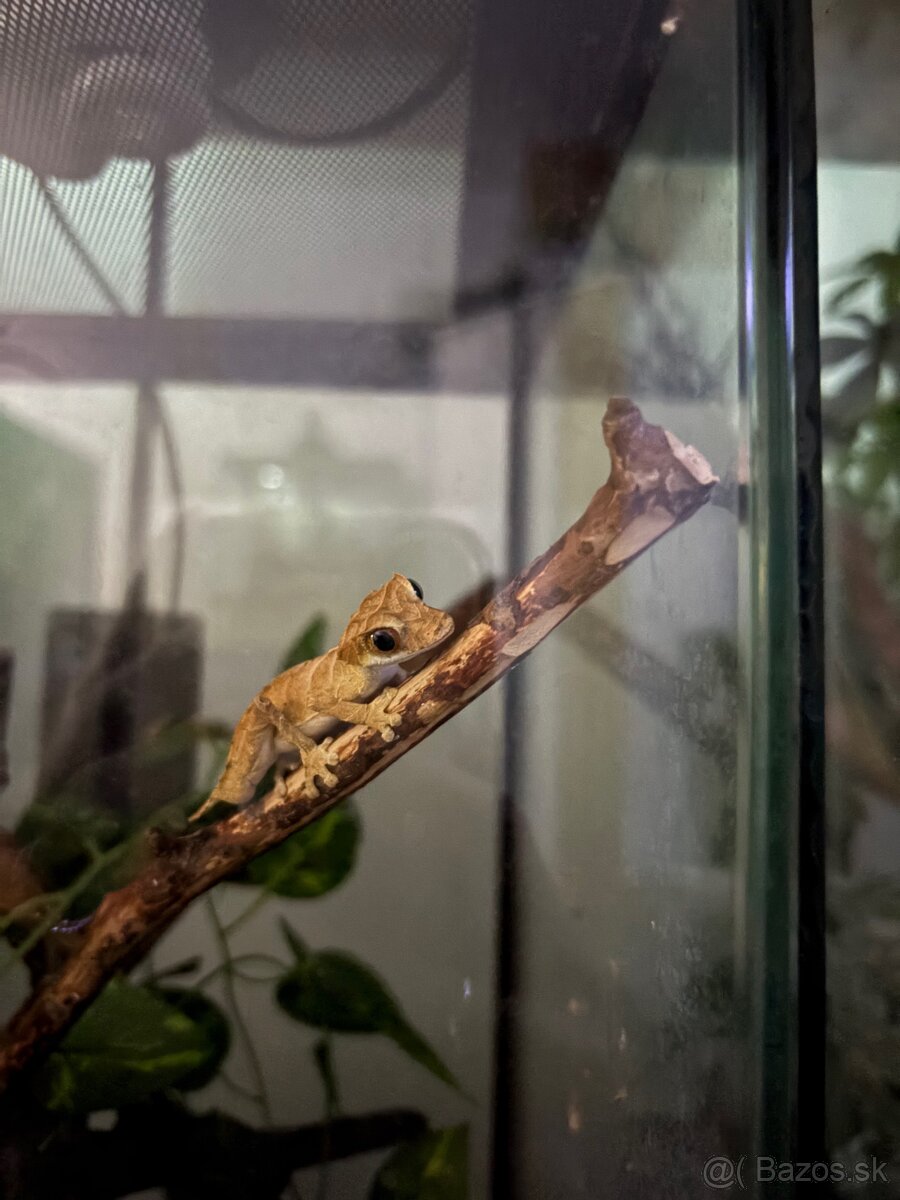 Uroplatus Ebenauis - 4