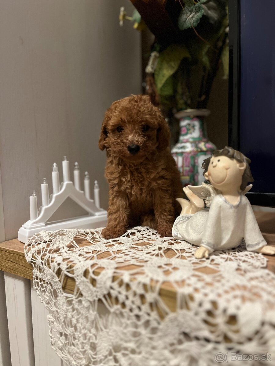 Pudel Toy psik - 4